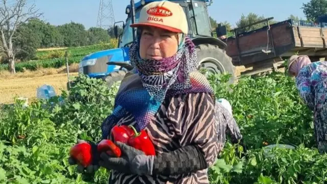 Hacıpehlivan Köyü'nde Kapya Biber Hasadı: 610 Gramlık Dev Biberler